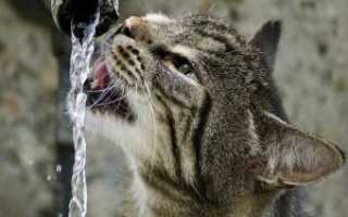 Чем кормить кота при почечной недостаточности?