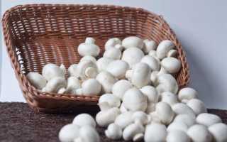 Как правильно включать в рацион кормящей женщины грибы