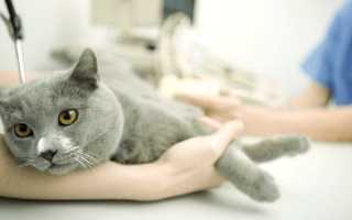 Почечная недостаточность у кошек: диагностика и лечение