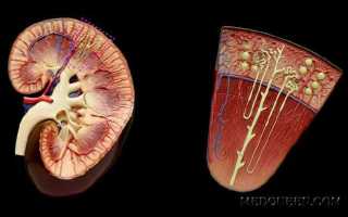 Расчет скорости клубочковой фильтрации — ГормонМэн