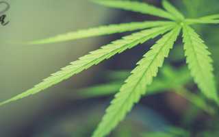 Сколько времени держится канопля в организме — schket