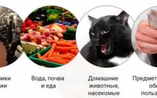 Глисты аскариды: пути заражения, признаки и рекомендуемое лечение
