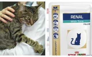 Прогноз при почечной недостаточностью у кошек