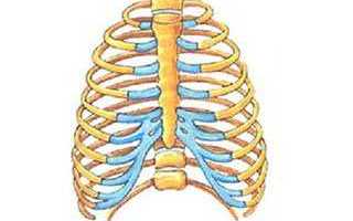 Какие органы находятся внутри грудной клетки