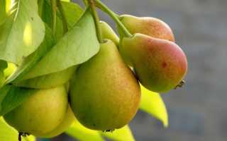 Как дается груша при грудном вскармливании новорожденному – рецепты блюд, польза и вред