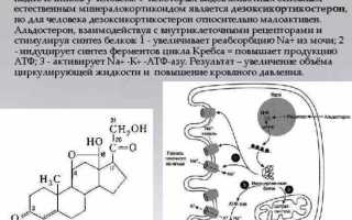Проба Реберга при беременности. Проба Реберга – что это за анализ и как правильно его сдавать