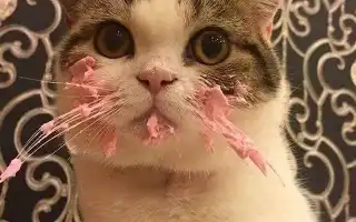 Натуралка для котов с хпн