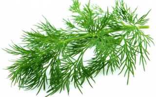 Укроп при цистите: приготовление и польза отвара