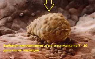 На какой день после овуляции тест покажет беременность