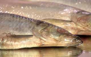 Можно ли кормящей маме селедку. Когда кормящим мамам можно есть селедку