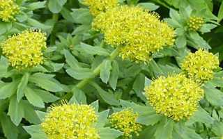 Что такое розовая родиола: область применения, размножение, уход