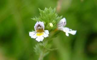 Почечные сборы трав и аптечные составы трав, выводящие песок из почек и мочевого пузыря, профилактика цистита