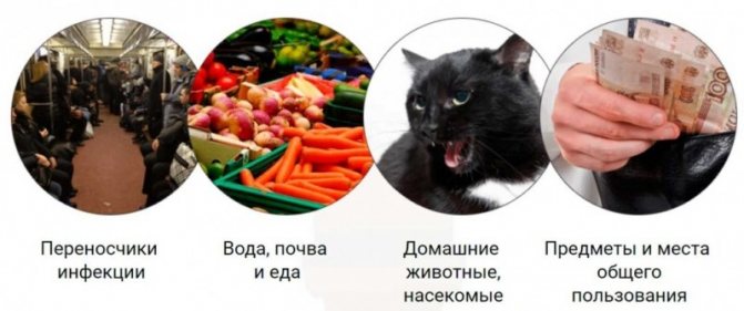 Глисты аскариды у взрослых