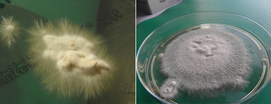 Грибки микроспорум и трихофитон