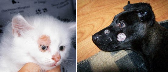 источники кожных болезней