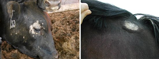 источники трихофитии