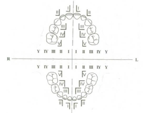 как пронумеровать молочные зубки