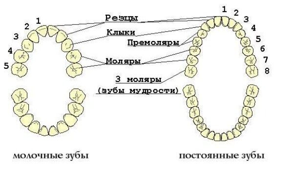 какие функции выполняют зубы