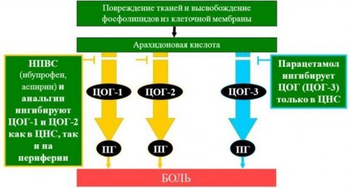 Механизм действия парацетамола