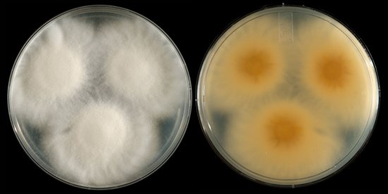 микроспорум пушистый