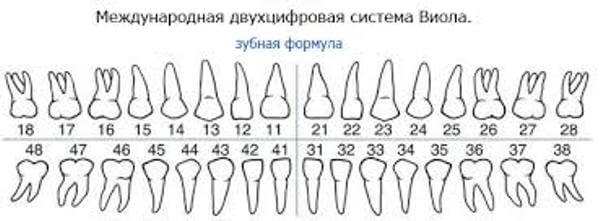 нумерация зубов в стоматологии в картинках