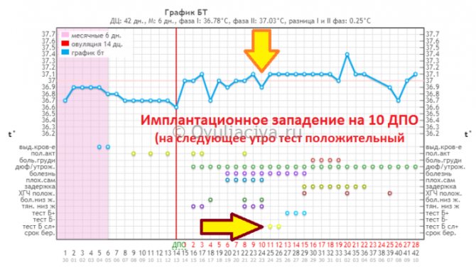 Определение имплантации по базальной температуре - показатель резко падает на один день