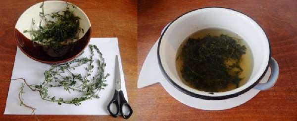 Отвар из спорыша