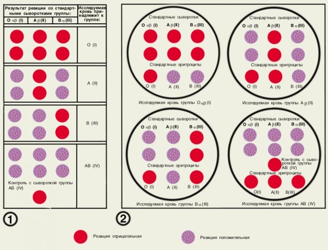 Разделение на группы крови