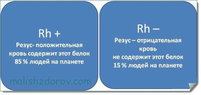 Резус-фактор