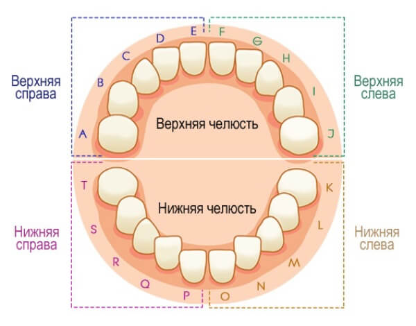 Универсальная система нумерации временных зубов