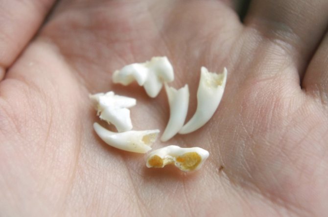 Значение снов про зубы