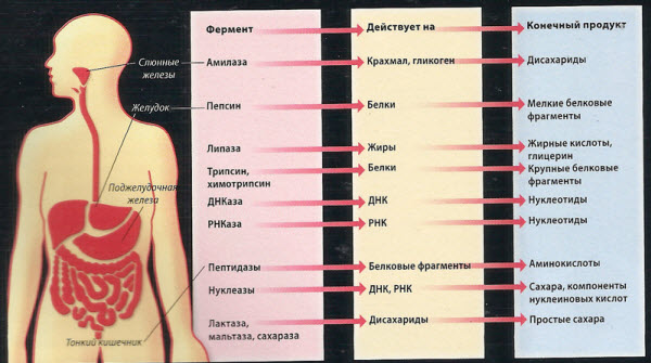 analizy-na-fermenty-podzheludochnoj-zhelezy