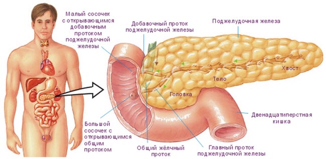 bolezn-pankreatit-chto-eto-takoe1
