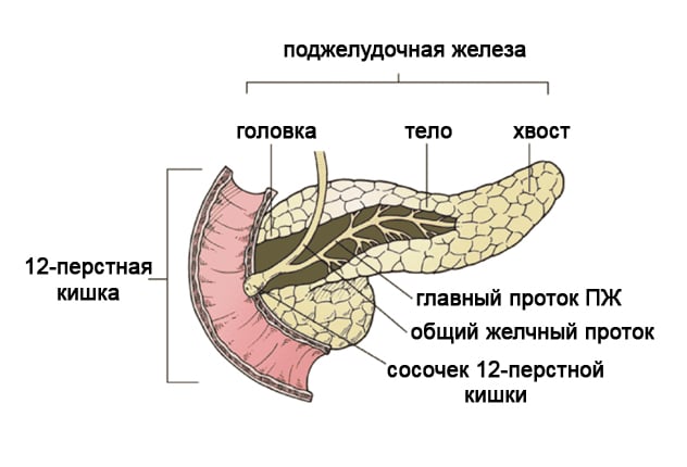 xronicheskoe-zabolevanie-podzheludochnoj