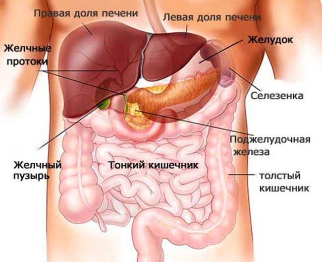 Как устроена поджелудочная железа