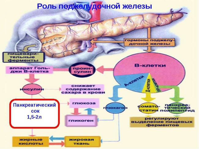 nedostatok-fermentov-podzheludochnoj-zhelezy4