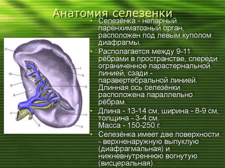 селезенка болит симптомы селезенка болит симптомы