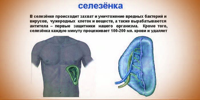 селезенка болит симптомы селезенка болит симптомы